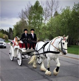 Brudpar åker bröllopstransport genom ridskola Hästravaganza